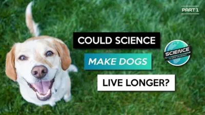 The dog aging project