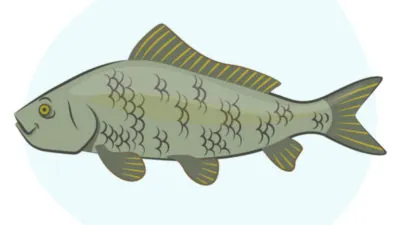 Bigmouth Buffalo Fish