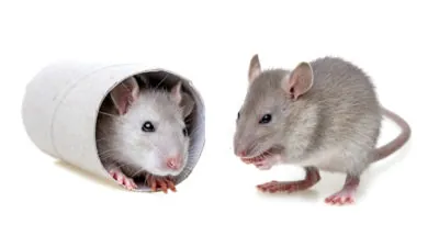 Mice playing