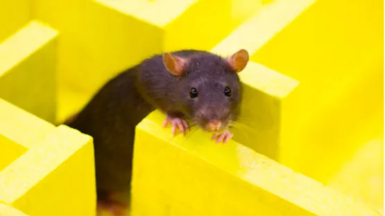 Rat in maze