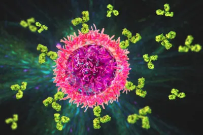 B cells are an important part of the immune system.
