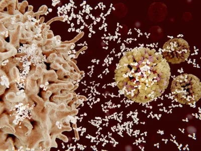 B lymphocytes are a major part of our immune system.