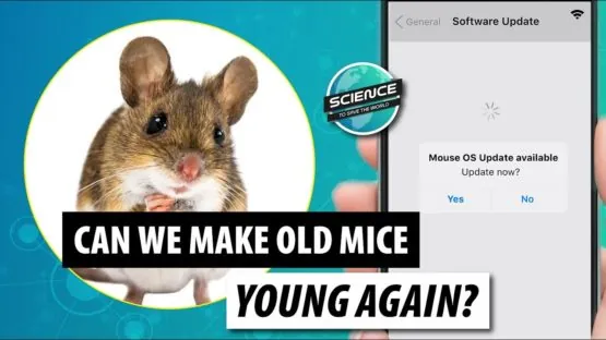 STSTW Rejuvenate Mice