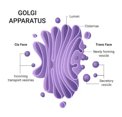 Golgi Apparatus