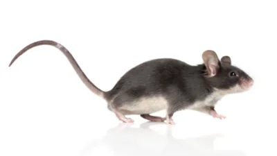 Running mouse