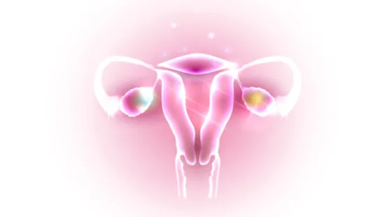 Uterus