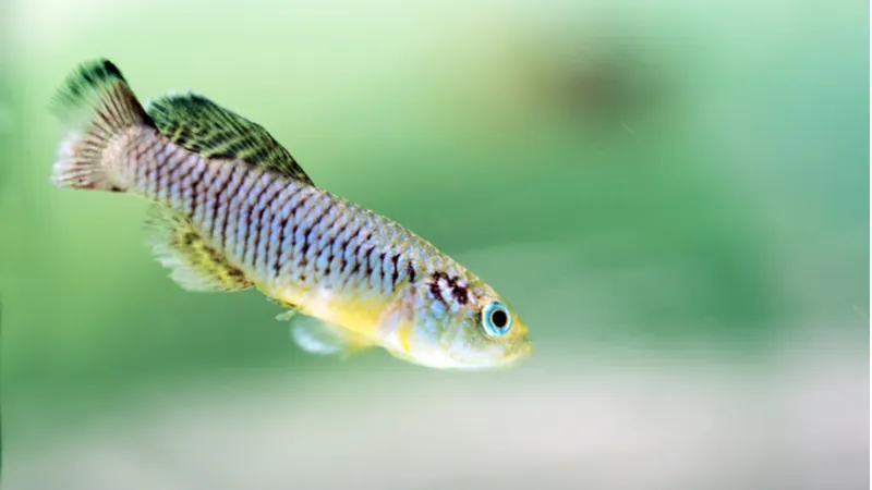 Killifish