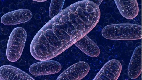 Colorful mitochondria