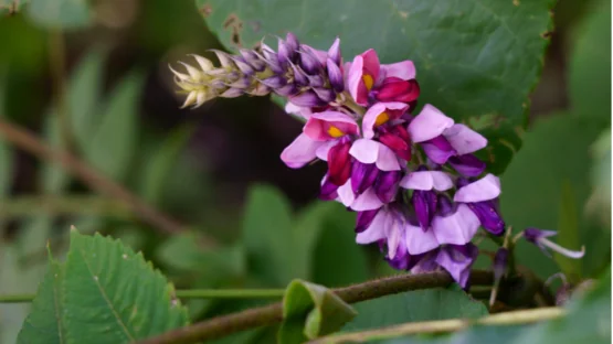 Pueraria