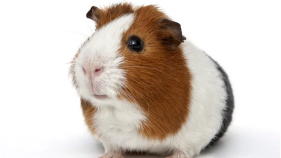 Guinea pig