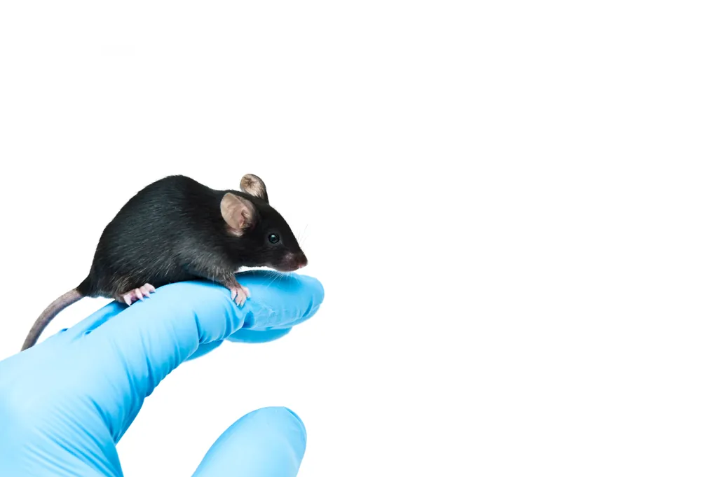 Black 6 mice are the most popular lab mice globally.