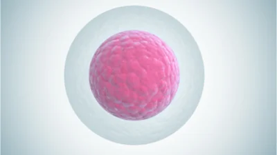 Egg cell