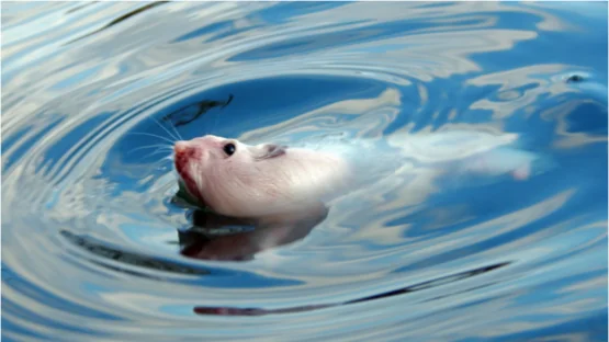 Mouse in a swim test.