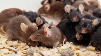 Many lab mice