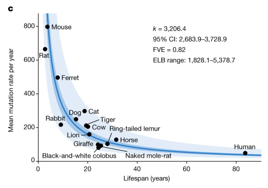 Species Lifespans