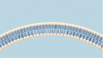 Cellular membrane