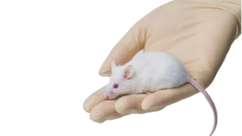 Lab mouse in hand