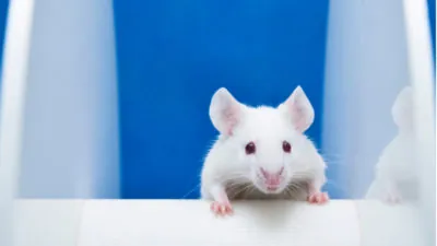 Mouse test