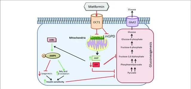 Metformin and mitochondria