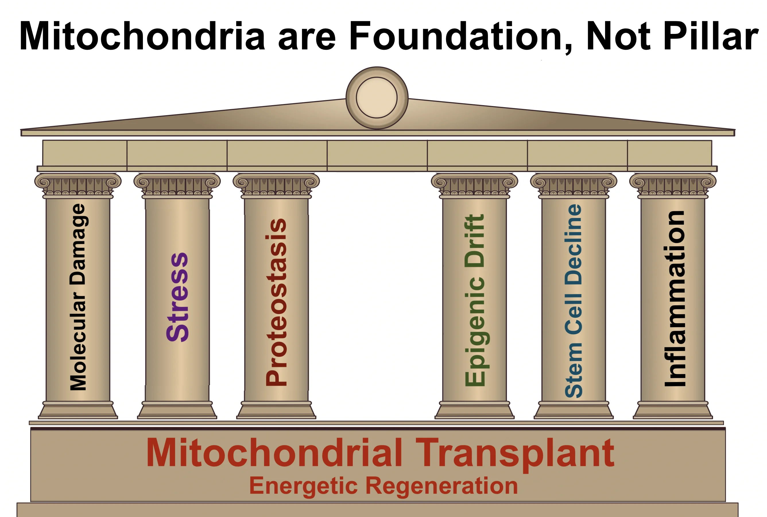 Mitochondrial Foundation