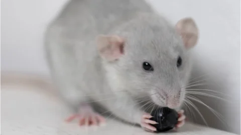 Rat eating blueberry