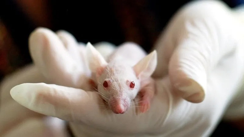 Albino mouse