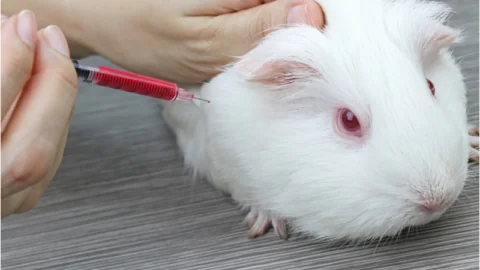 Guinea pig injection