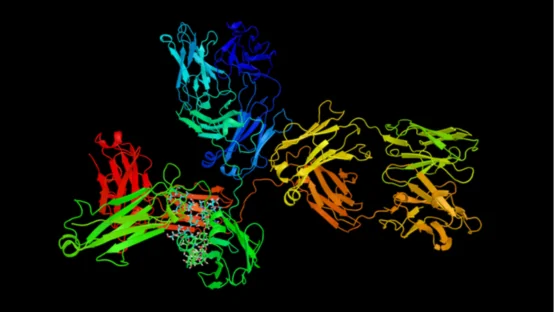 Immunoglobin G