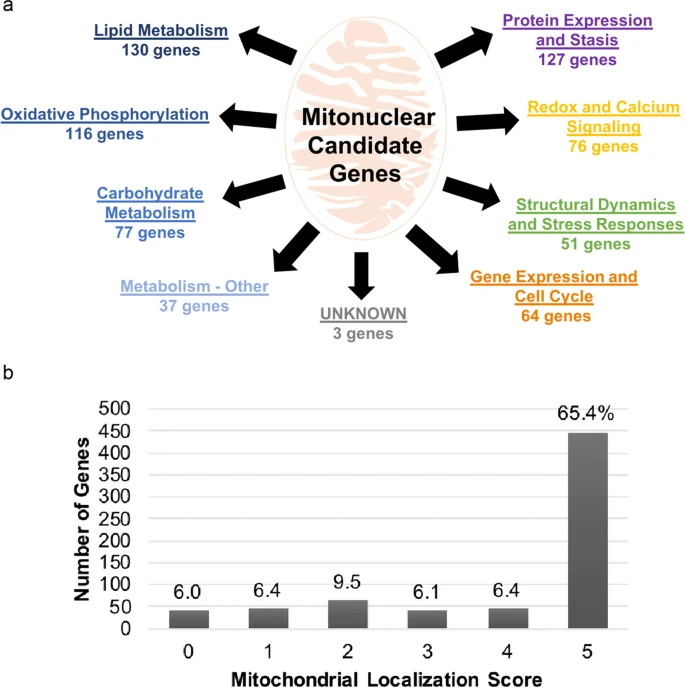 Mitonuclear Genes