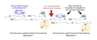 Hyaluronic Acid Structure