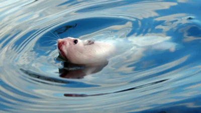 Swimming mouse