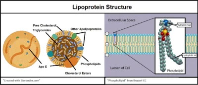 ApoE Alzheimer's 2