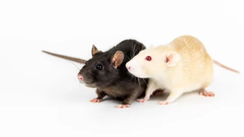 Different rats