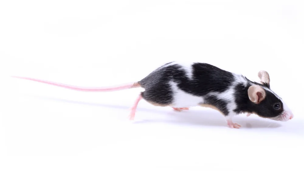 Running calico mouse