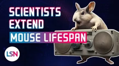 LSN AAV Mice