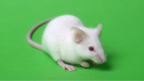 White mouse