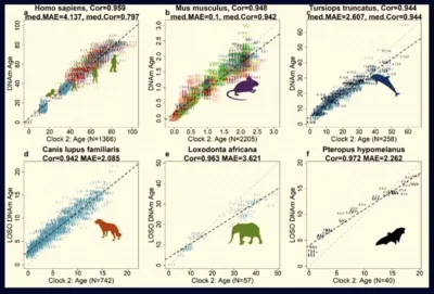 Mammalian Methylation Clock