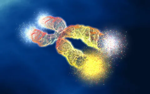An image of telomeres shortening which could lead to DNA damage.