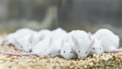 Sleeping mice