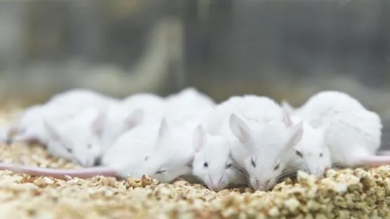 Sleeping mice