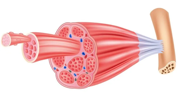 Tweaking the Growth of Stem Cells for Better Therapies
