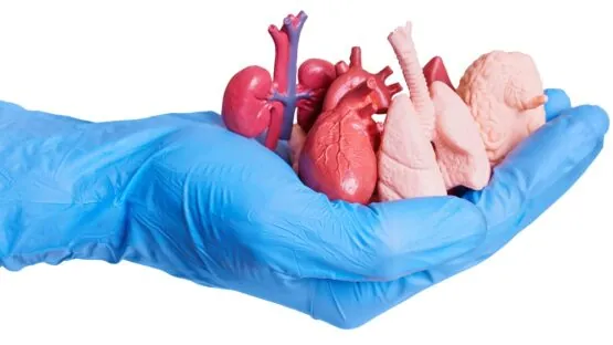 Handful of organs
