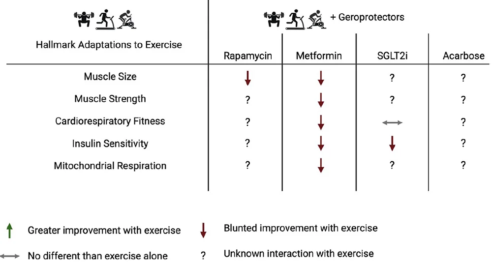 Exercise and geroprotectors