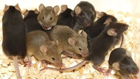 Lab mice