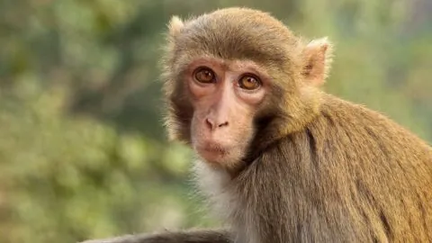Macaques respond to caloric restriction.