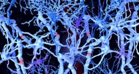 Glial Cells and Neurons Mutate Differently