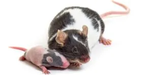 Young Extracellular Vesicles Extend Life in Old Mice