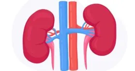 A New Potential Path to Treating Kidney Fibrosis