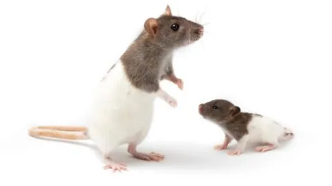 Mother and baby rat